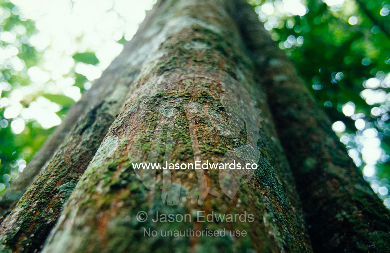 The immense folded trunk of a rainforest giant, the Fig Tree. Kibale National Park, Uganda.