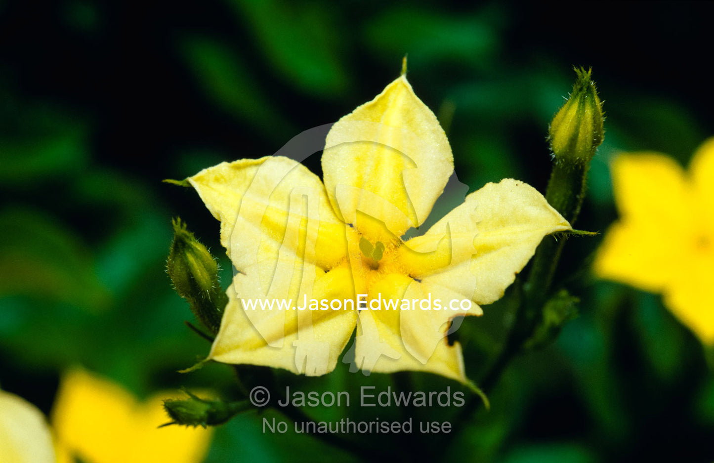 The delicate petals of a bright yellow, star like, rainforest flower. Kibale National Park, Uganda.