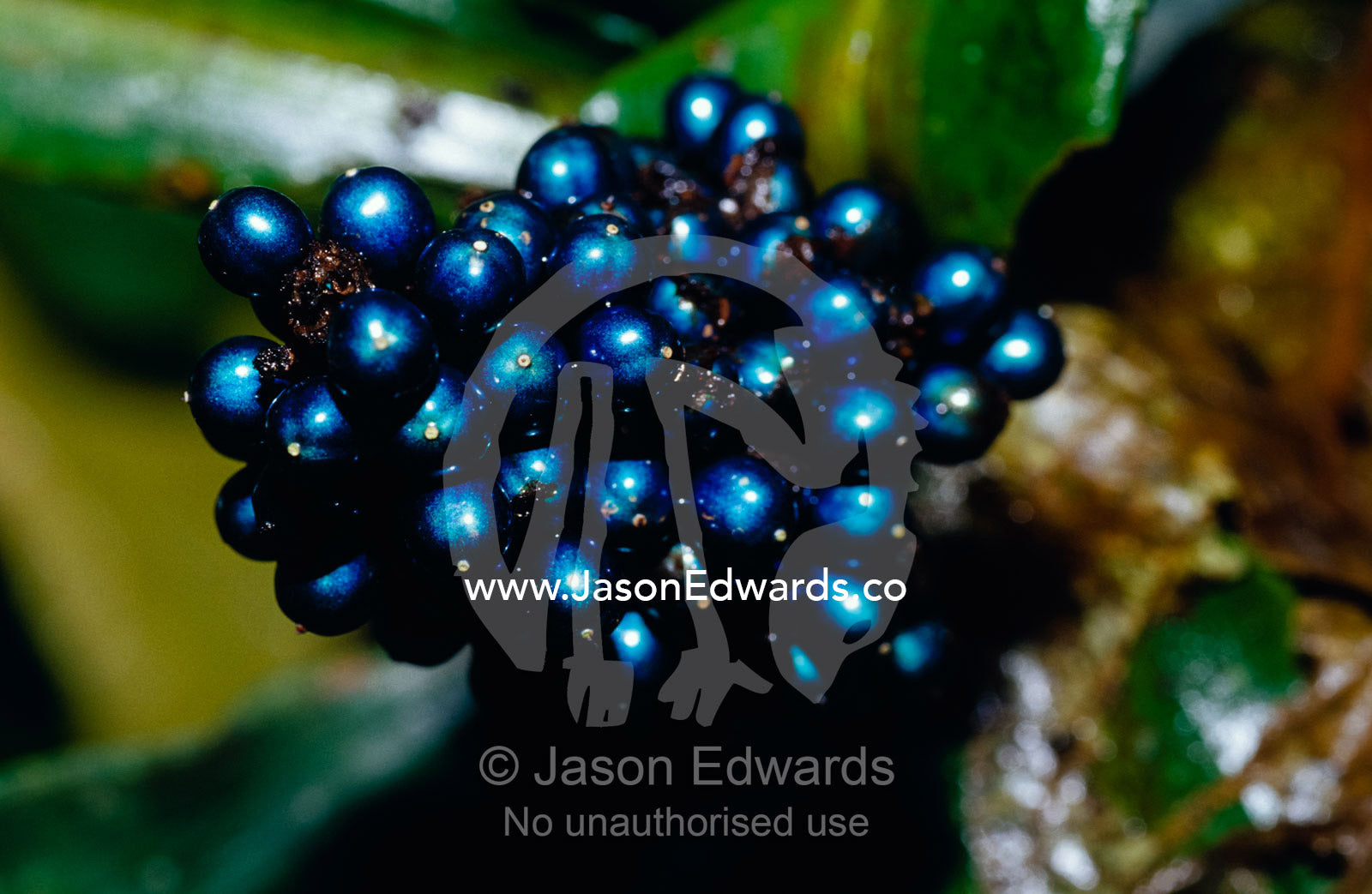 The iridescent blue berry of a rainforest plant, Polia Condesanta. Kibale National Park, Uganda