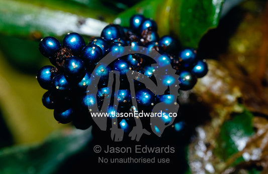The iridescent blue berry of a rainforest plant, Polia Condesanta. Kibale National Park, Uganda