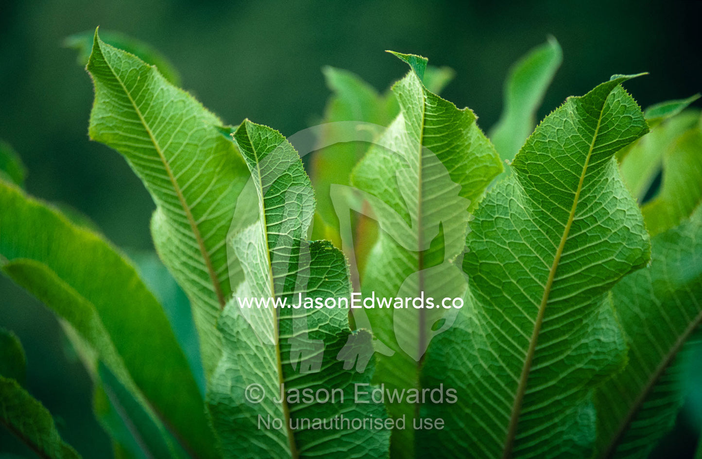Veins line the bright green leaves of an African garden plant. Near Bwindi Impenetrable National Park, Uganda.