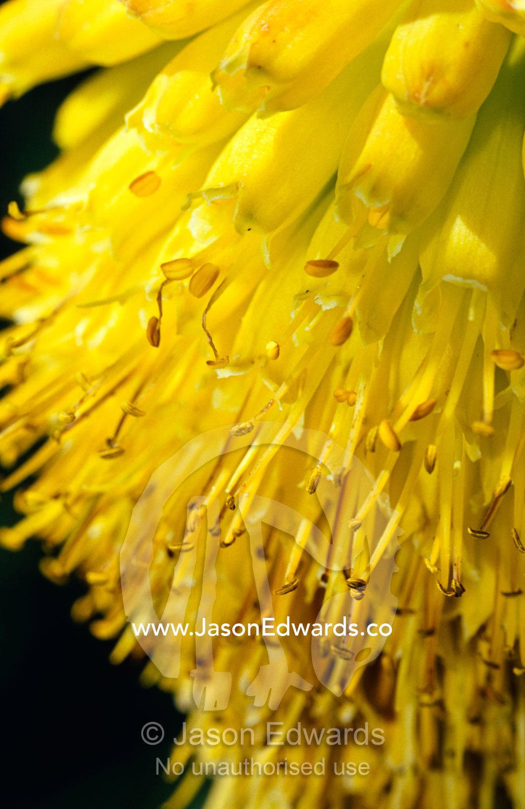 The bright yellow bells of a Red-Hot Poker, Kniphophia Thomsoni. Mgahinga Gorilla National Park, Uganda.