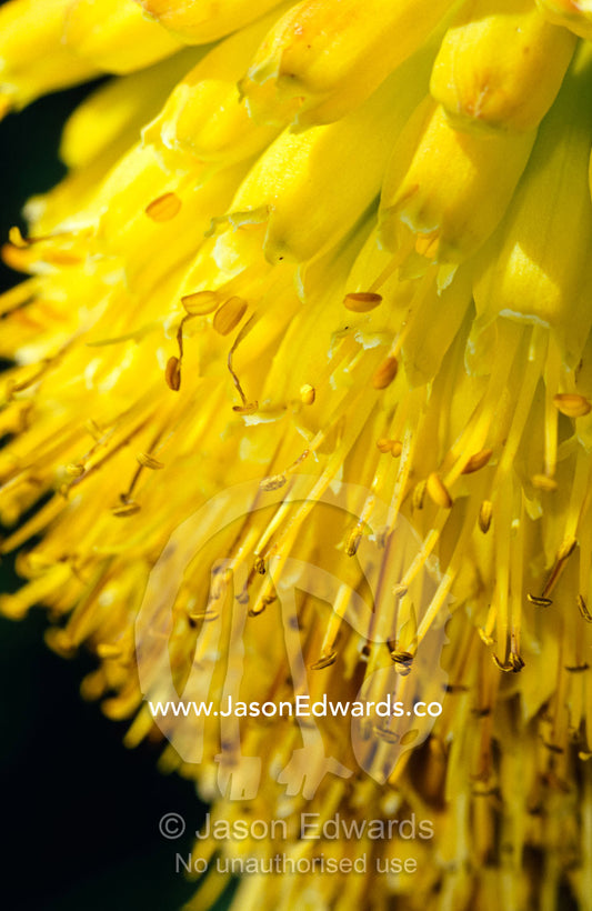 The bright yellow bells of a Red-Hot Poker, Kniphophia Thomsoni. Mgahinga Gorilla National Park, Uganda.