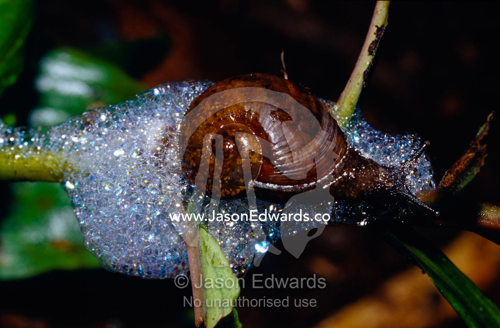 A forest Snail generating defensive bubbles to ward off predators. Kibale National Park, Uganda.