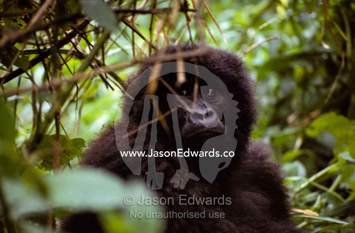 A watchful Mountain Gorilla peers through the rainforest foliage. Parc Nationale de Virunga, Zaire, Democratic Republic of the Congo.