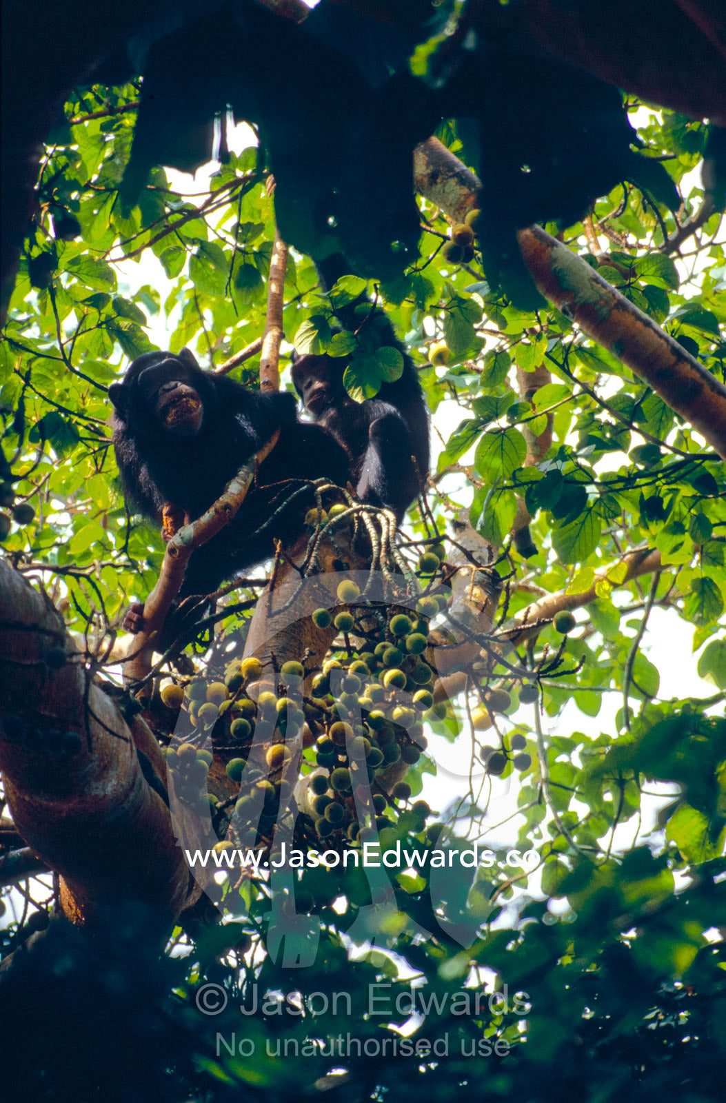Chimpanzees and an infant feeding on figs in the Rainforest canopy. Kibale National Park, Uganda.