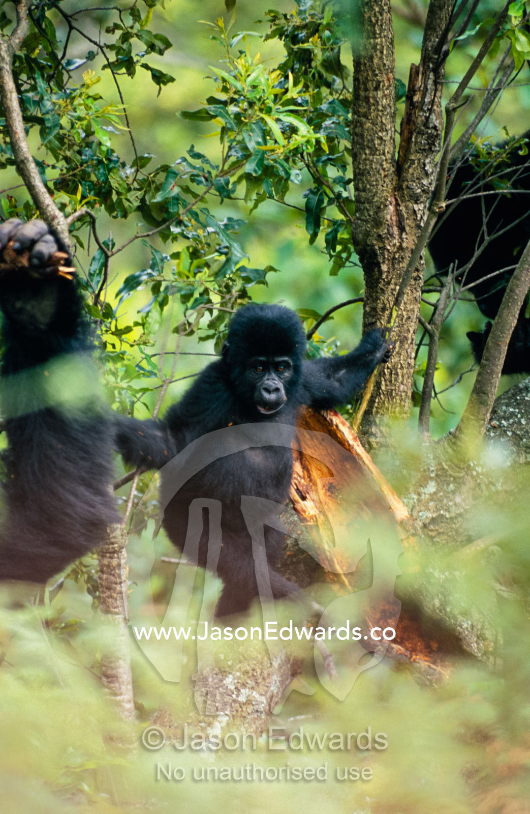 An endangered Mountain Gorilla infant perched in the forest canopy. Bwindi Impenetrable National Park, Uganda.