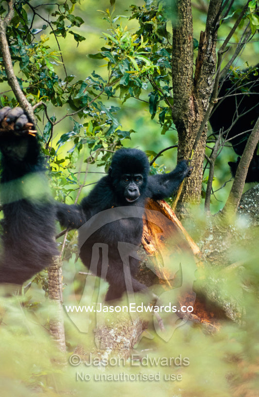 An endangered Mountain Gorilla infant perched in the forest canopy. Bwindi Impenetrable National Park, Uganda.