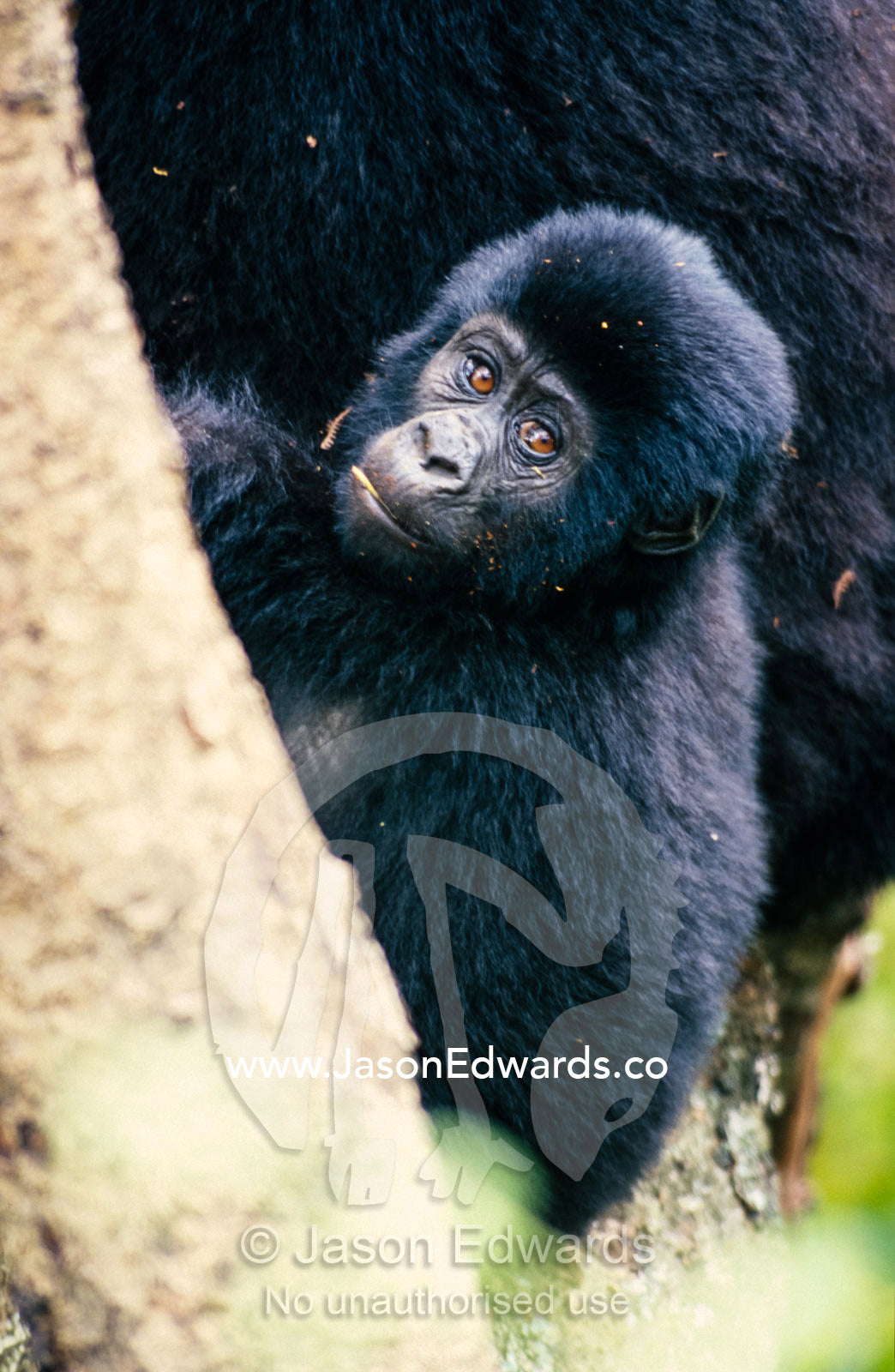 The penetrating stare of an endangered wild Mountain Gorilla infant. Bwindi Impenetrable National Park, Uganda.