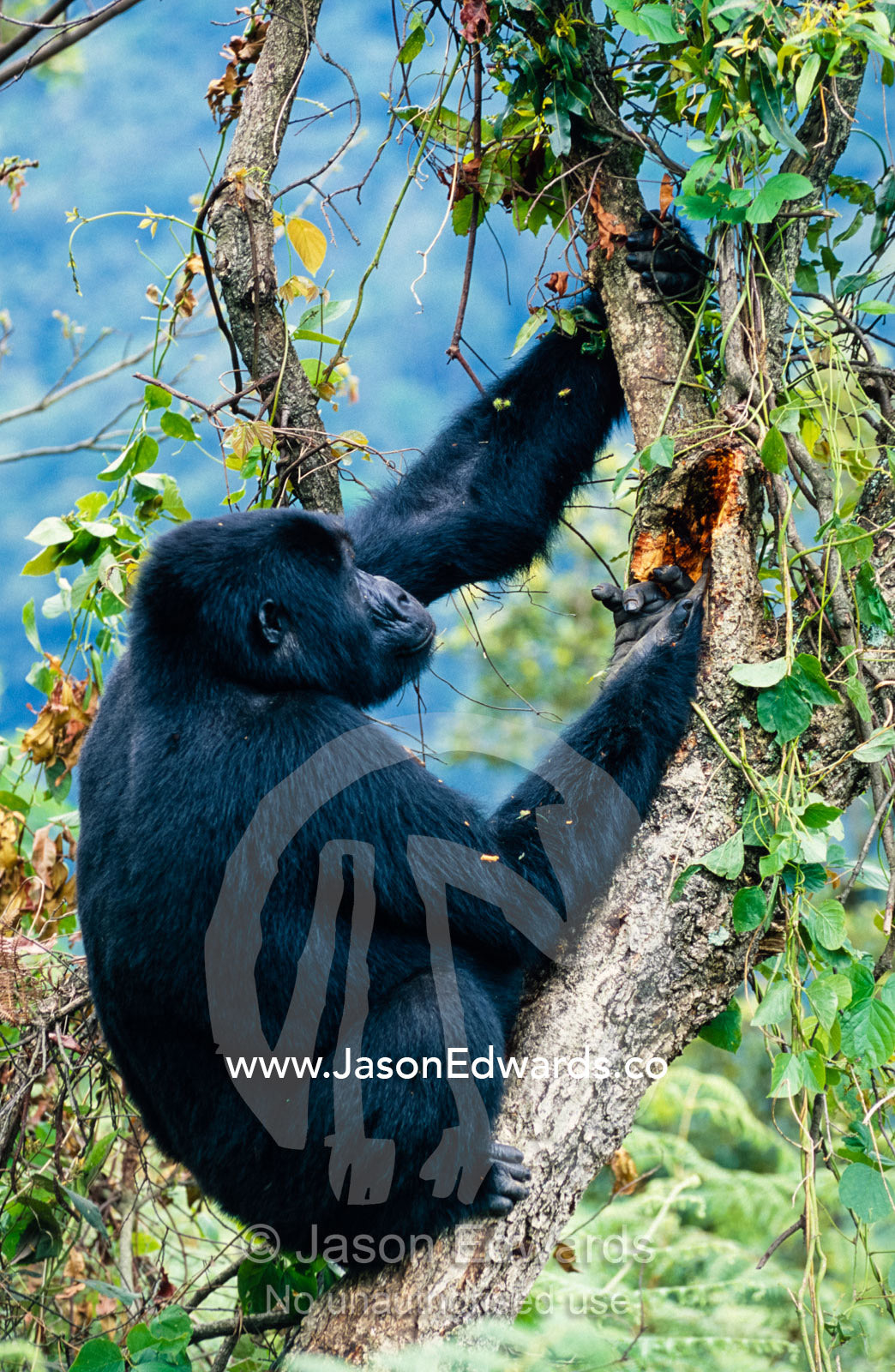 An endangered Mountain Gorilla feeds on Termites in the forest canopy. Bwindi Impenetrable National Park, Uganda.