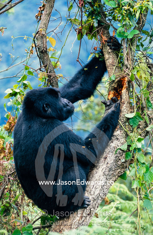An endangered Mountain Gorilla feeds on Termites in the forest canopy. Bwindi Impenetrable National Park, Uganda.