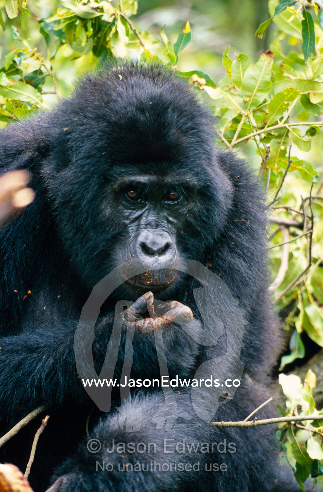 A watchful, female endangered Mountain Gorilla feeding on Termites. Bwindi Impenetrable National Park, Uganda.