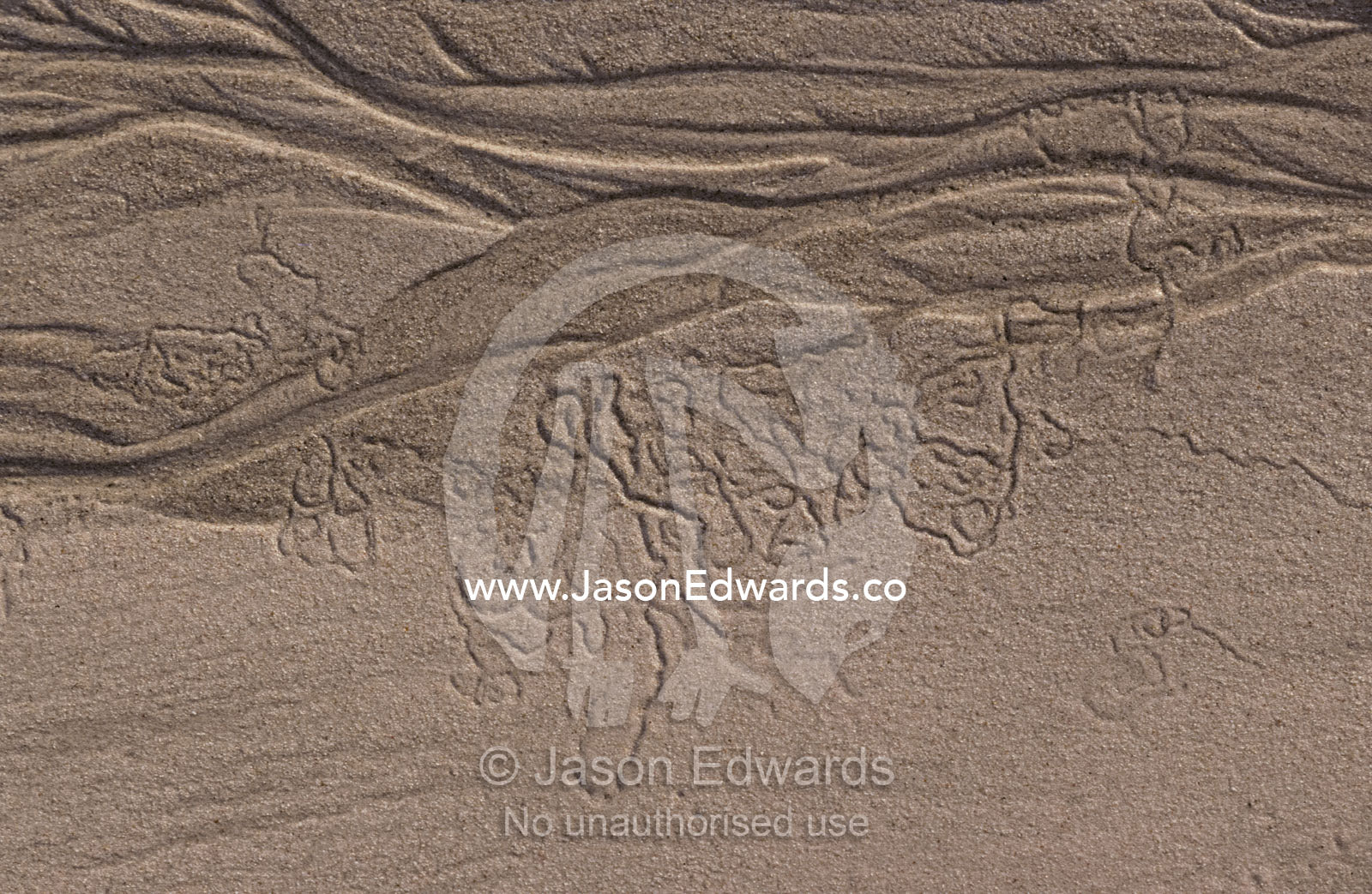 Aquatic animals leave trails and tunnels in the tidal sand of a beach. Coorong National Park, South Australia.