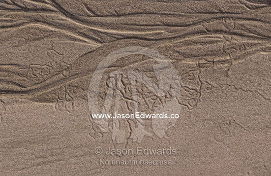 Aquatic animals leave trails and tunnels in the tidal sand of a beach. Coorong National Park, South Australia.