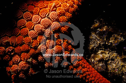 The calcareous plates of a Sea Star emerging from the reef shadows. Merimbula, New South Wales, Australia.