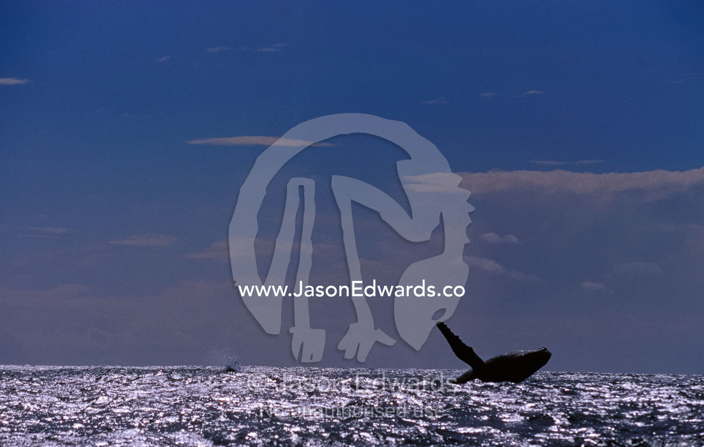 The silhouette of a Humpback Whale breaching in a vast sunlit ocean. Green Cape, Disaster Bay, Eden, New South Wales, Australia.