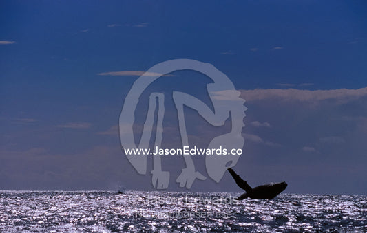 The silhouette of a Humpback Whale breaching in a vast sunlit ocean. Green Cape, Disaster Bay, Eden, New South Wales, Australia.