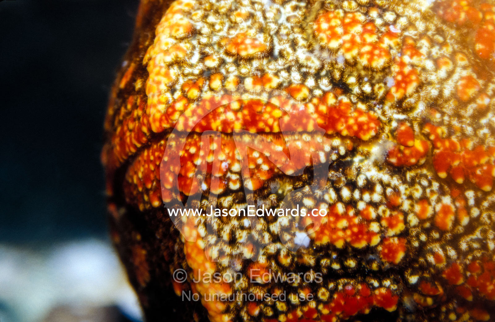 The rear red folds in the carapace shell of a Slipper Crayfish. Merimbula Aquarium, New South Wales, Australia.