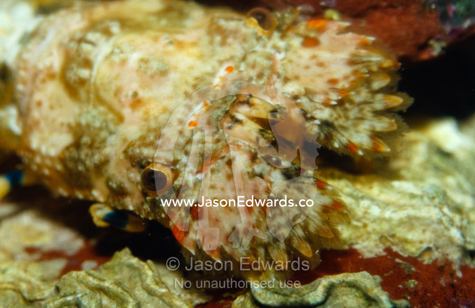 Closeup of the head, eye and fins of an immature Slipper Crayfish. Merimbula Aquarium, New South Wales, Australia.
