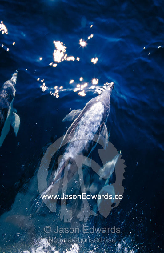 A pod of graceful Common Dolphin plough ahead of a boat in blue seas. Continental Shelf, off Eden, New South Wales, Australia.