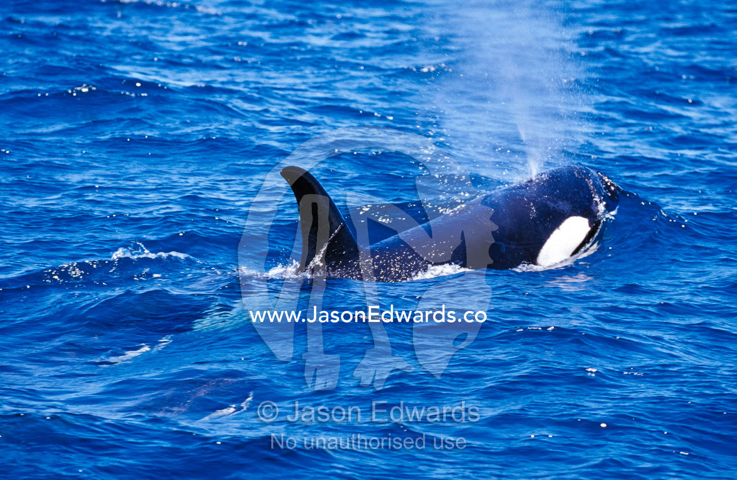 An Orca surfaces to breathe whilst hunting Fur Seal along a coastline. Continental Shelf, off Eden, New South Wales, Australia.