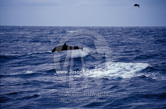 A False Killer Whale breaches over deep sea trenches during a storm. Tathra Canyons, Merimbula, New South Wales, Australia.