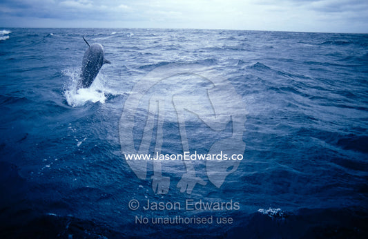 A False Killer Whale breaches over deep sea trenches during a storm. Tathra Canyons, Merimbula, New South Wales, Australia.