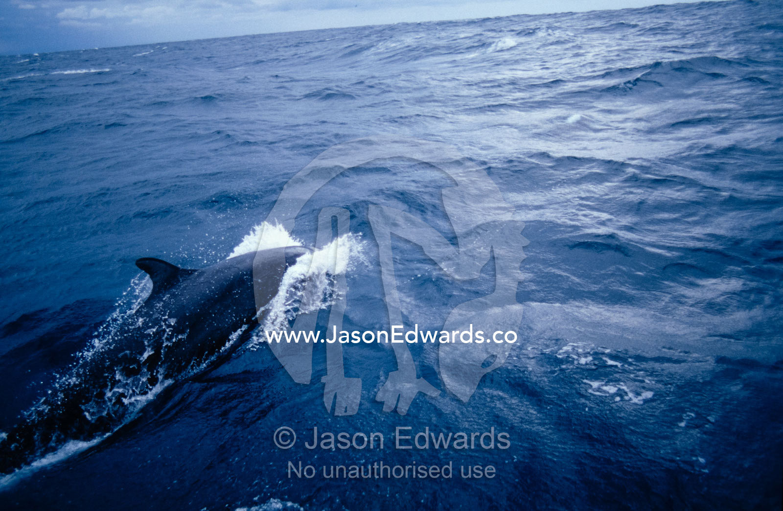 A False Killer Whale breaches over deep sea trenches during a storm. Tathra Canyons, Merimbula, New South Wales, Australia.