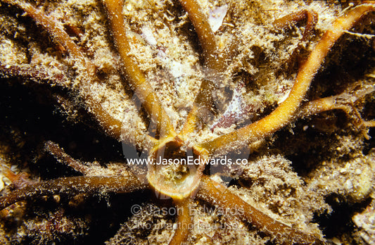 A powerful Kelp hold-fast clings to the reef after the plant is dead. Merimbula, New South Wales, Australia.