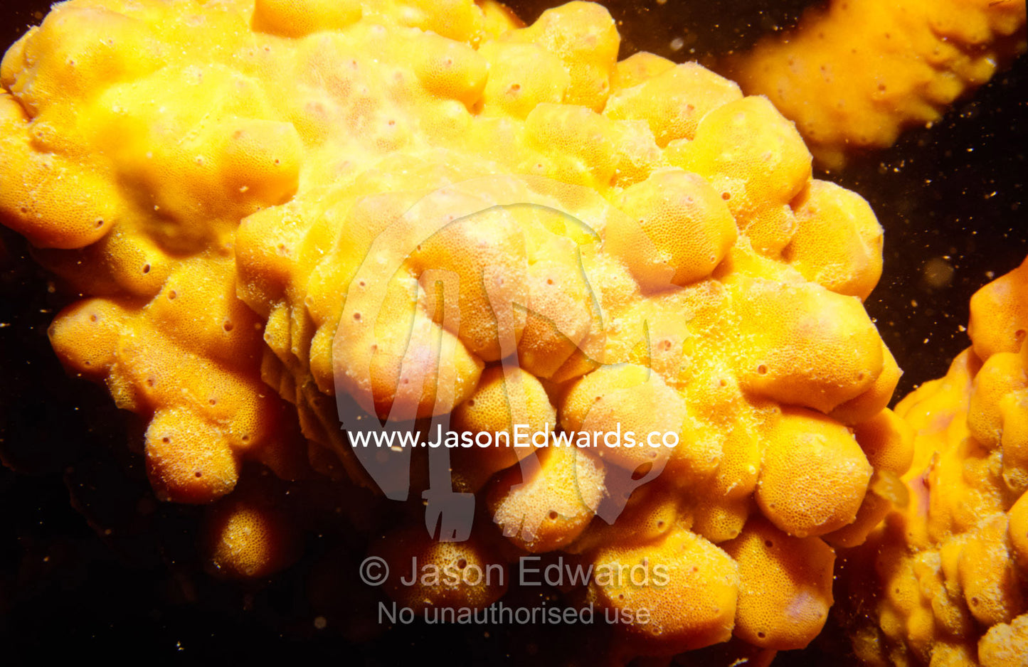 A bright yellow Sponge from the Phylum Porifera adorns a coral reef. Merimbula, New South Wales, Australia.