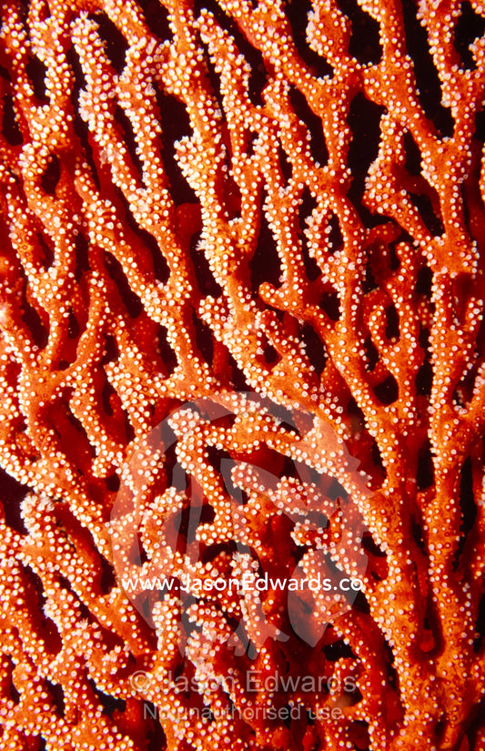 A bright red Soft Coral Gorgonian Mopsella species feeding on a reef. Merimbula, New South Wales, Australia.