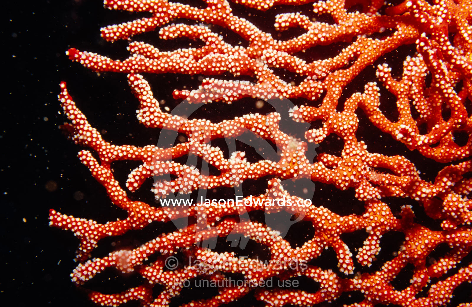 A bright red Soft Coral Gorgonian Mopsella species feeding on a reef. Merimbula, New South Wales, Australia.