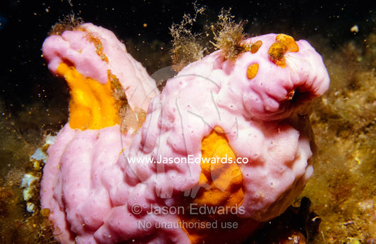 A bright pink Sponge from the Phylum Porifera adorns a coral reef. Merimbula, New South Wales, Australia.