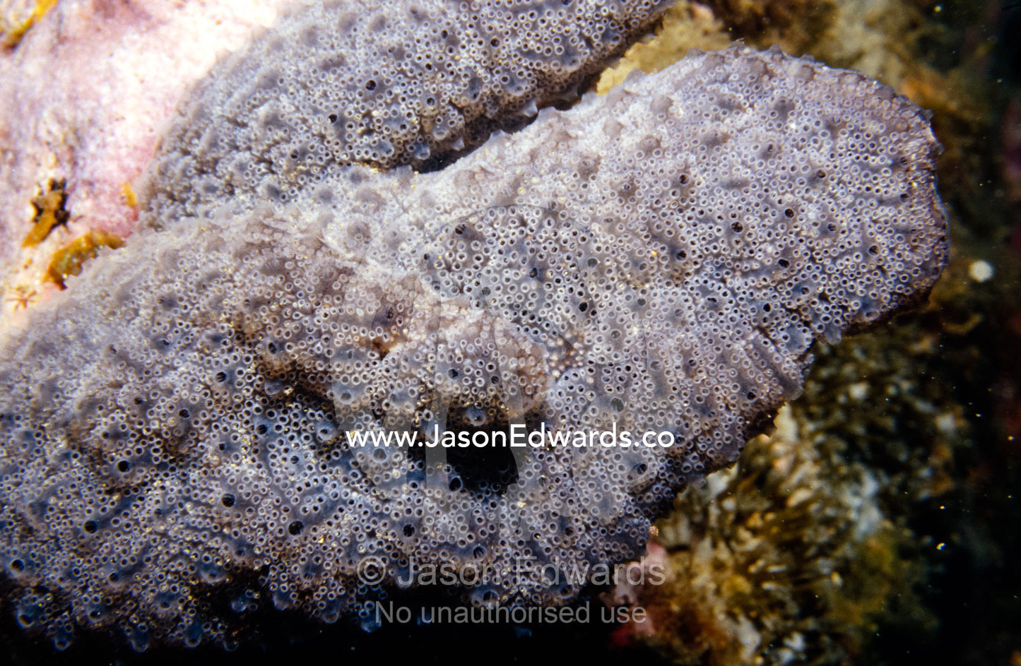 An alien looking Colonial Ascidian erupts from a coral reef. Merimbula, New South Wales, Australia.