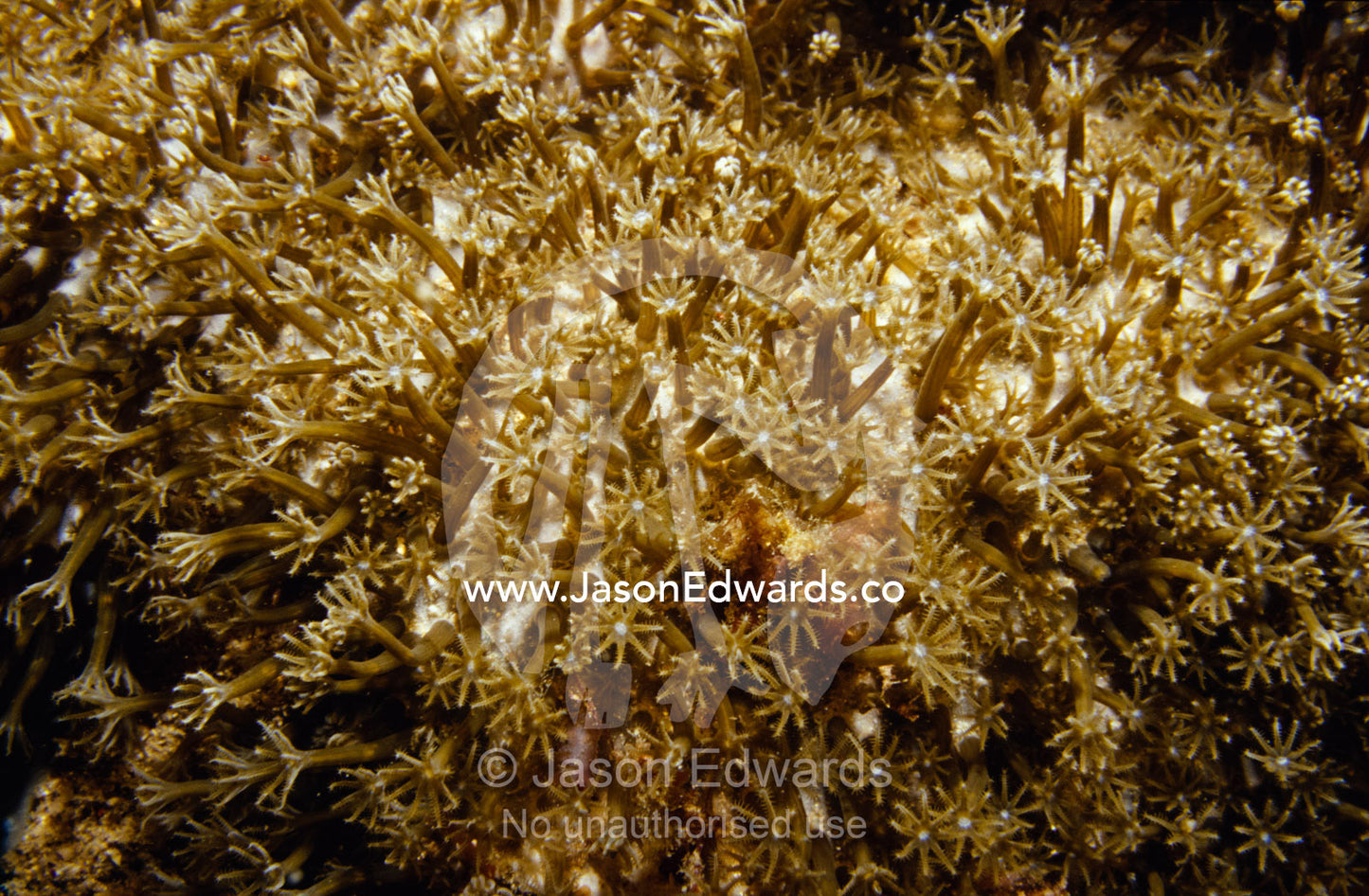 A colony of alien looking Soft Coral polyps filter feeding on a reef. Merimbula, New South Wales, Australia.