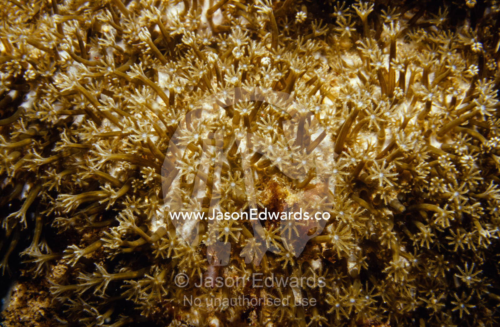 A colony of alien looking Soft Coral polyps filter feeding on a reef. Merimbula, New South Wales, Australia.