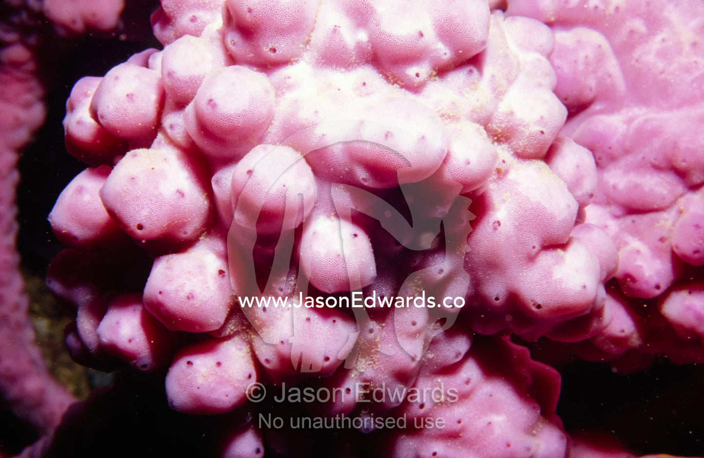 A bright pink Sponge from the Phylum Porifera adorns a coral reef. Merimbula, New South Wales, Australia.