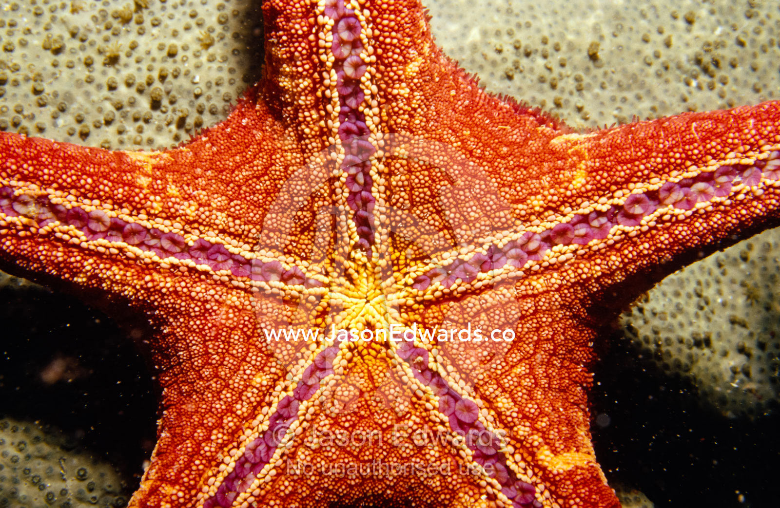 The alien legs and suckers of an Asterodiscides truncatus Sea Star. Merimbula, New South Wales, Australia.