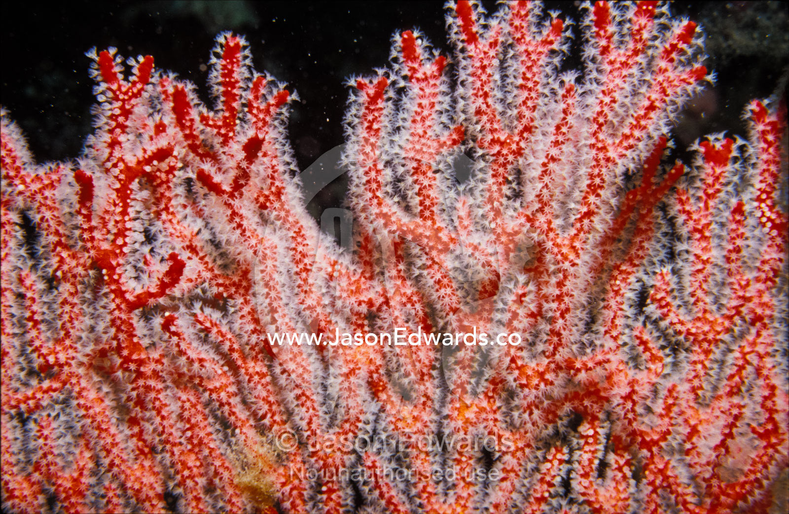 A bright red Soft Coral Gorgonian Mopsella species feeds on plankton. Merimbula, New South Wales, Australia.
