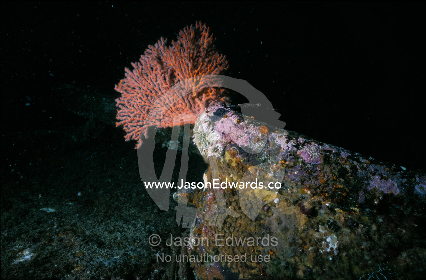 Soft Coral Gorgonian adorns the hull of the Tasman Hauler ship wreck. Twofold Bay Eden, New South Wales, Australia.