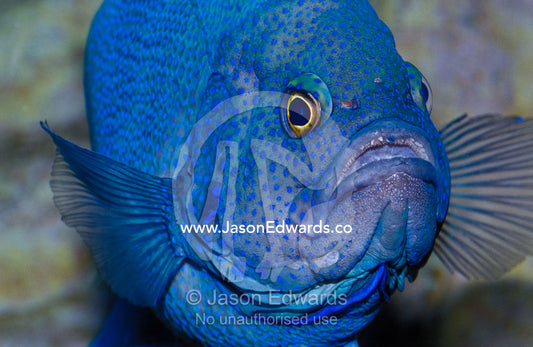 An intimidating Southern Blue Devil Fish displaying it's vivid spots. Merimbula Aquarium, New South Wales, Australia.
