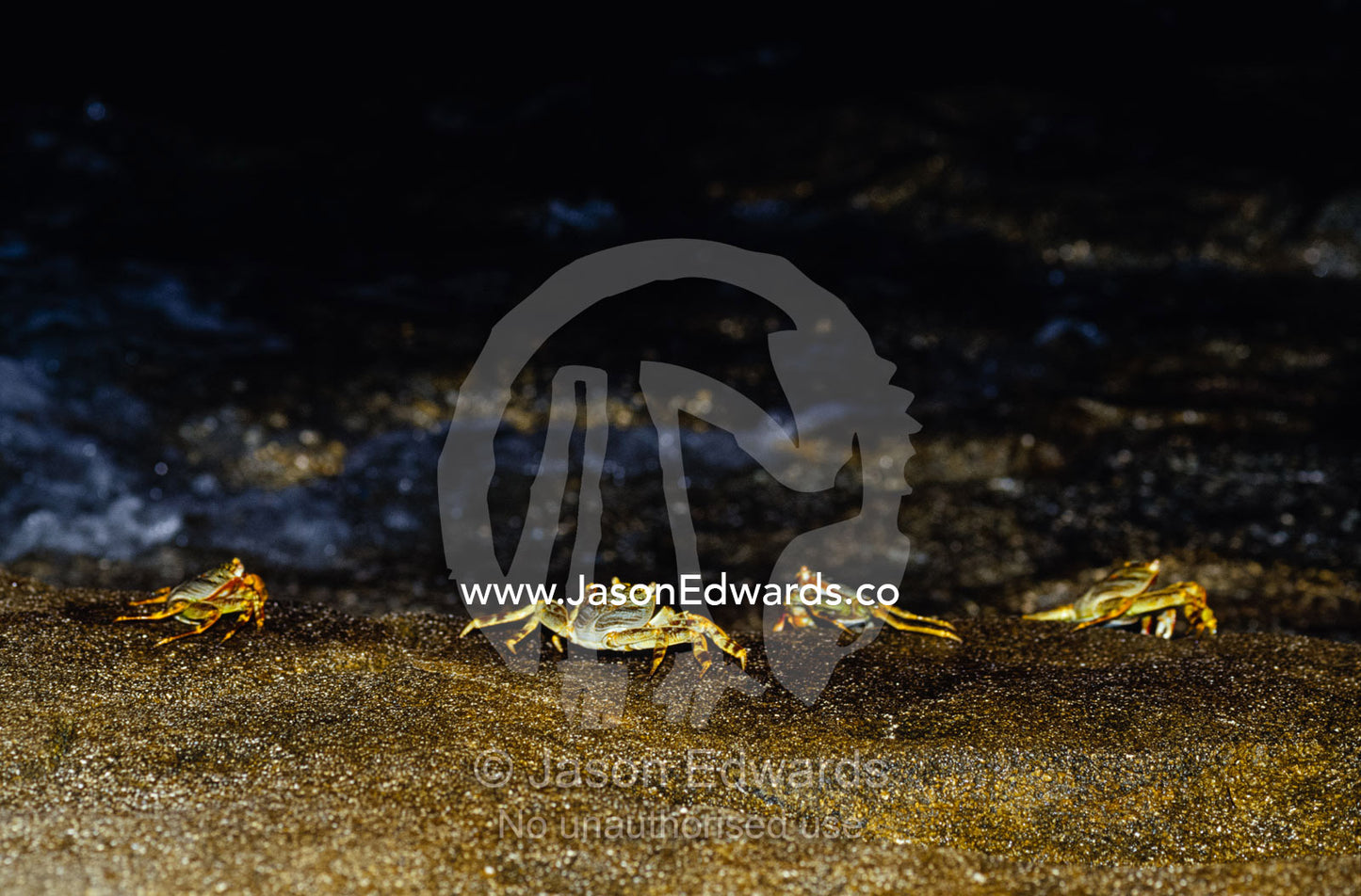 Colorful Grapsid Shore Crabs forage on rocks exposed by the low tide. Magdelaine Cay, Coral Sea Island, Australian Territory.
