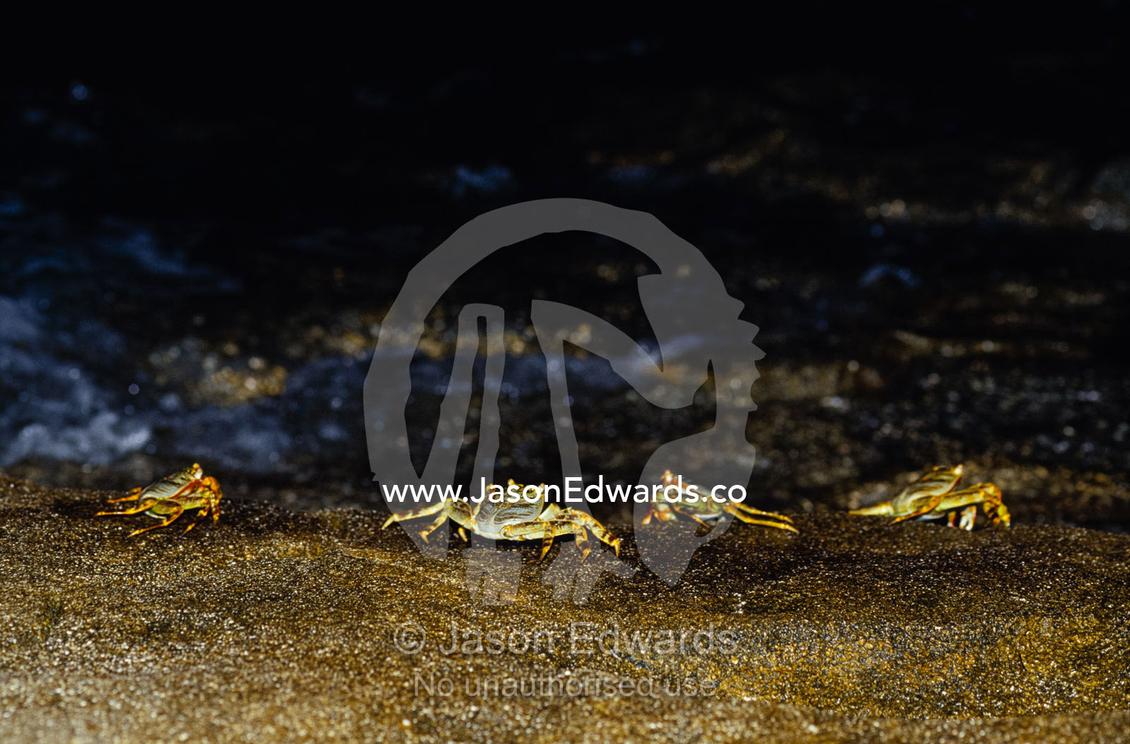 Colorful Grapsid Shore Crabs forage on rocks exposed by the low tide. Magdelaine Cay, Coral Sea Island, Australian Territory.