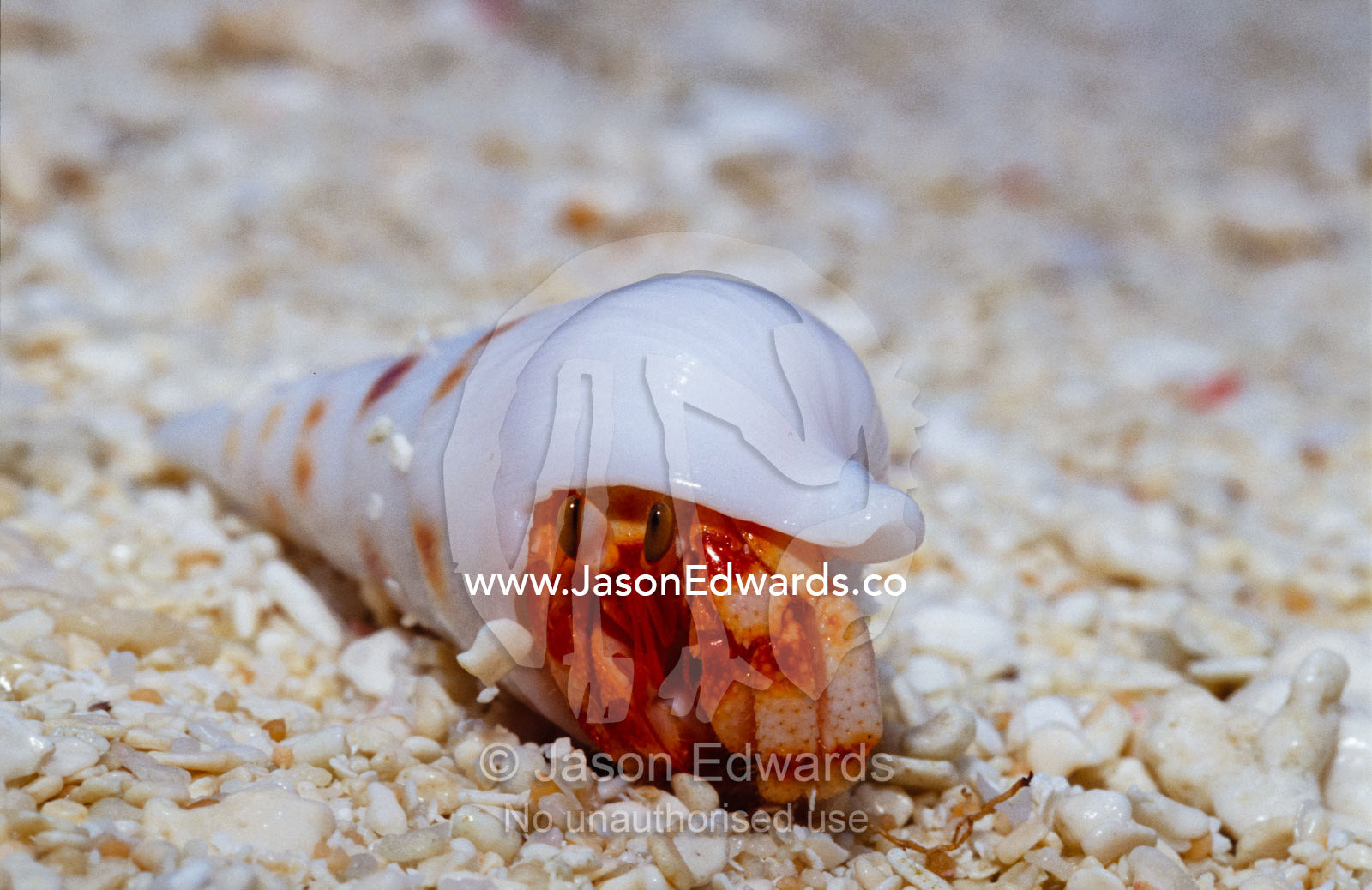 A Strawberry Land Hermit Crab emerging from its shell on a sand beach. East Diamond Island, Coral Sea Islands Territory, Australia.