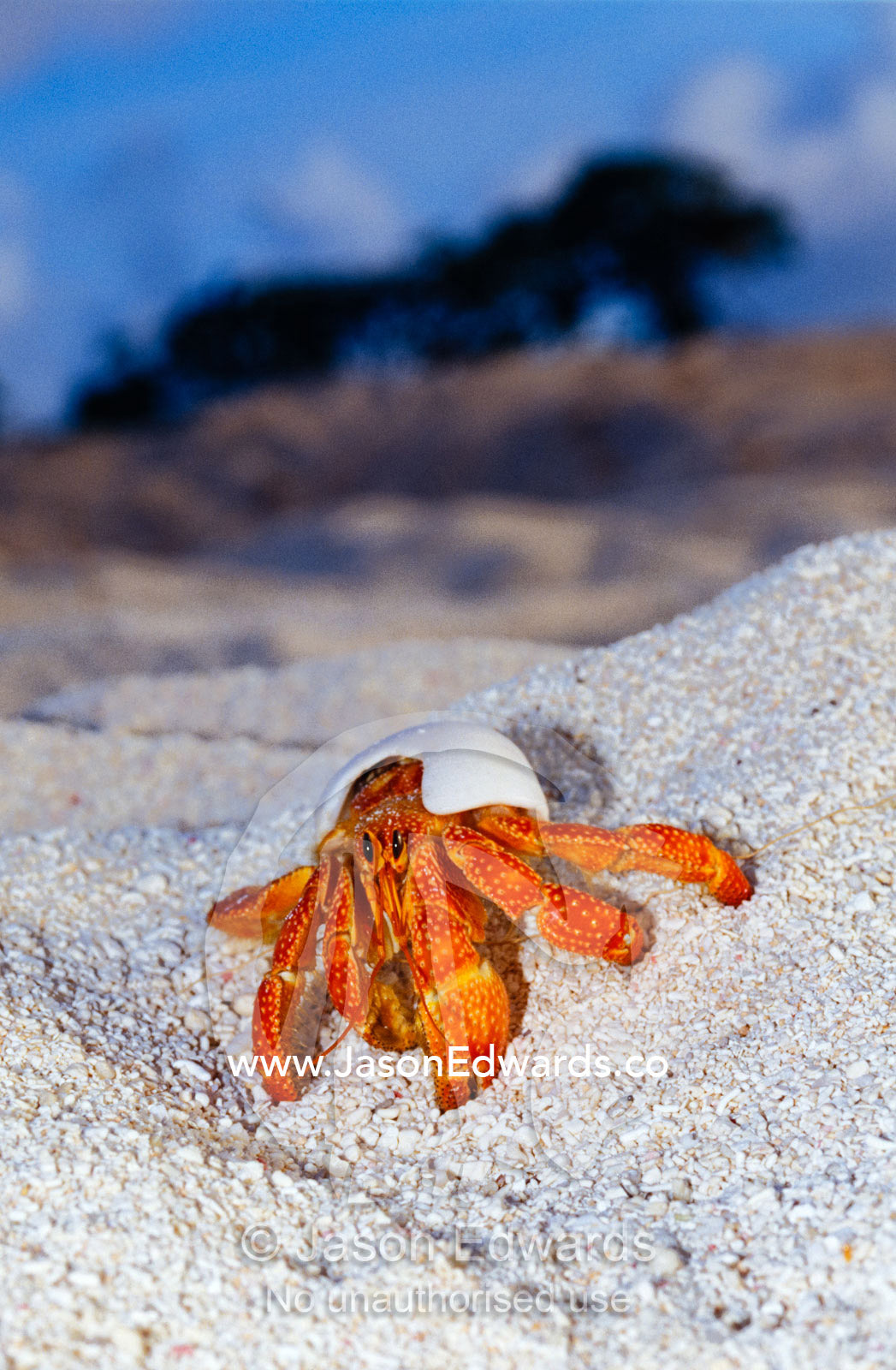 A Strawberry Land Hermit Crab emerging from its shell on a sand beach. East Diamond Island, Coral Sea Islands Territory, Australia.