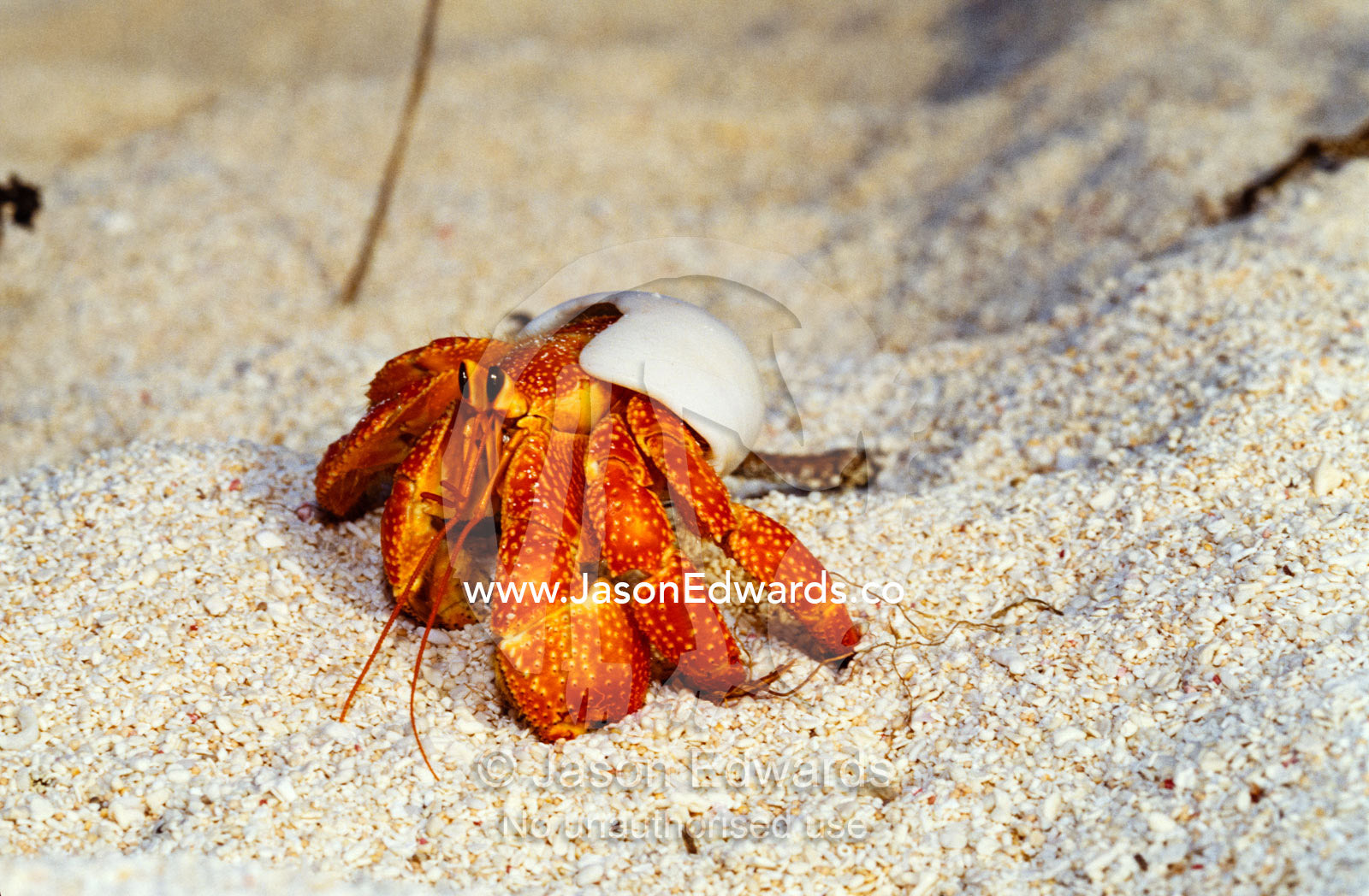 A Strawberry Land Hermit Crab emerging from its shell on a sand beach. East Diamond Island, Coral Sea Islands Territory, Australia.