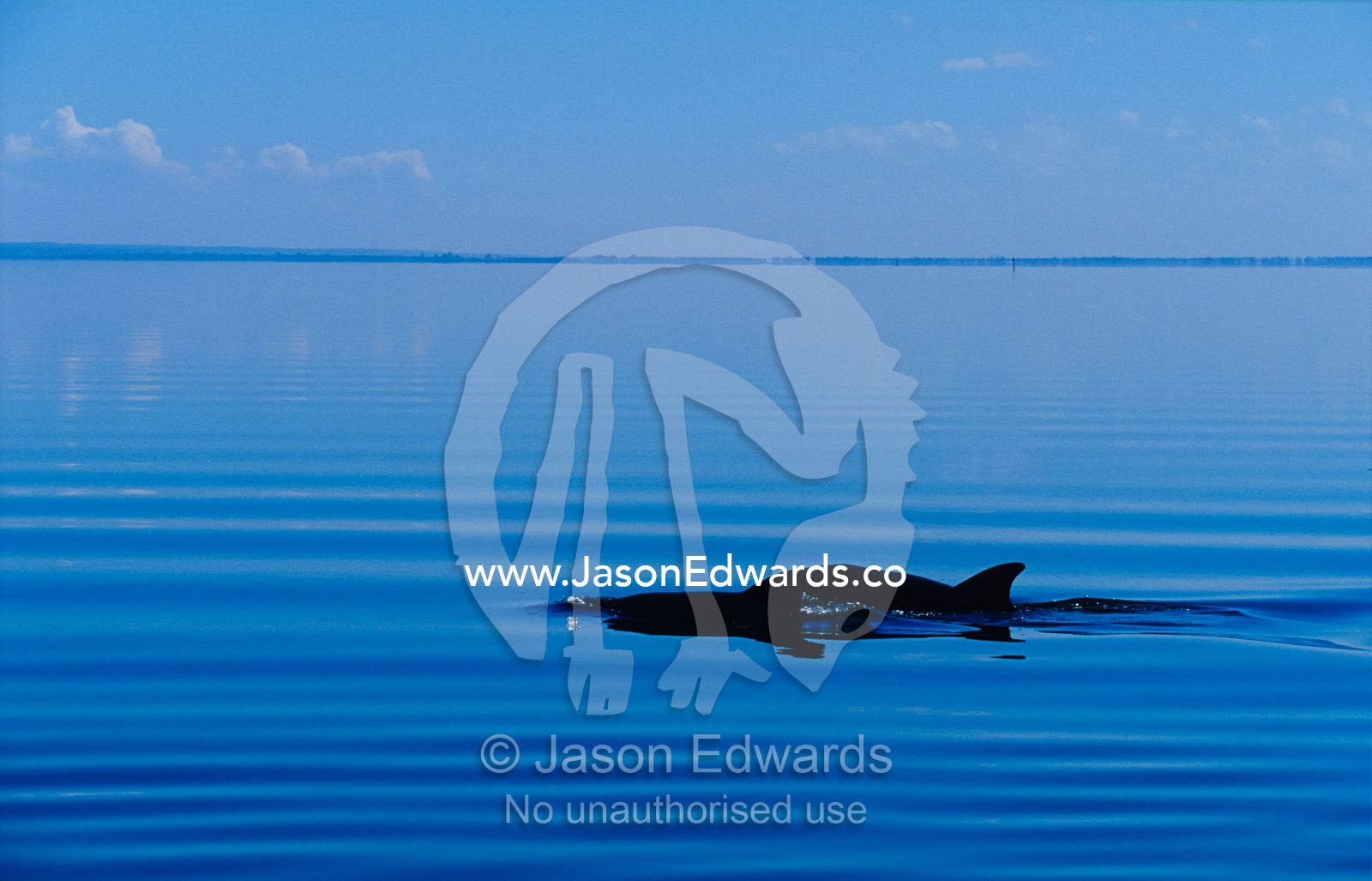 Two Bottlenose Dolphins cruise on a picturesque rippled lake surface. Lake Wellington, The Lakes National Park, Victoria, Australia.