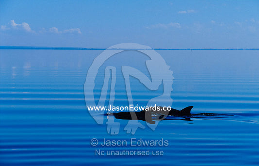 Two Bottlenose Dolphins cruise on a picturesque rippled lake surface. Lake Wellington, The Lakes National Park, Victoria, Australia.