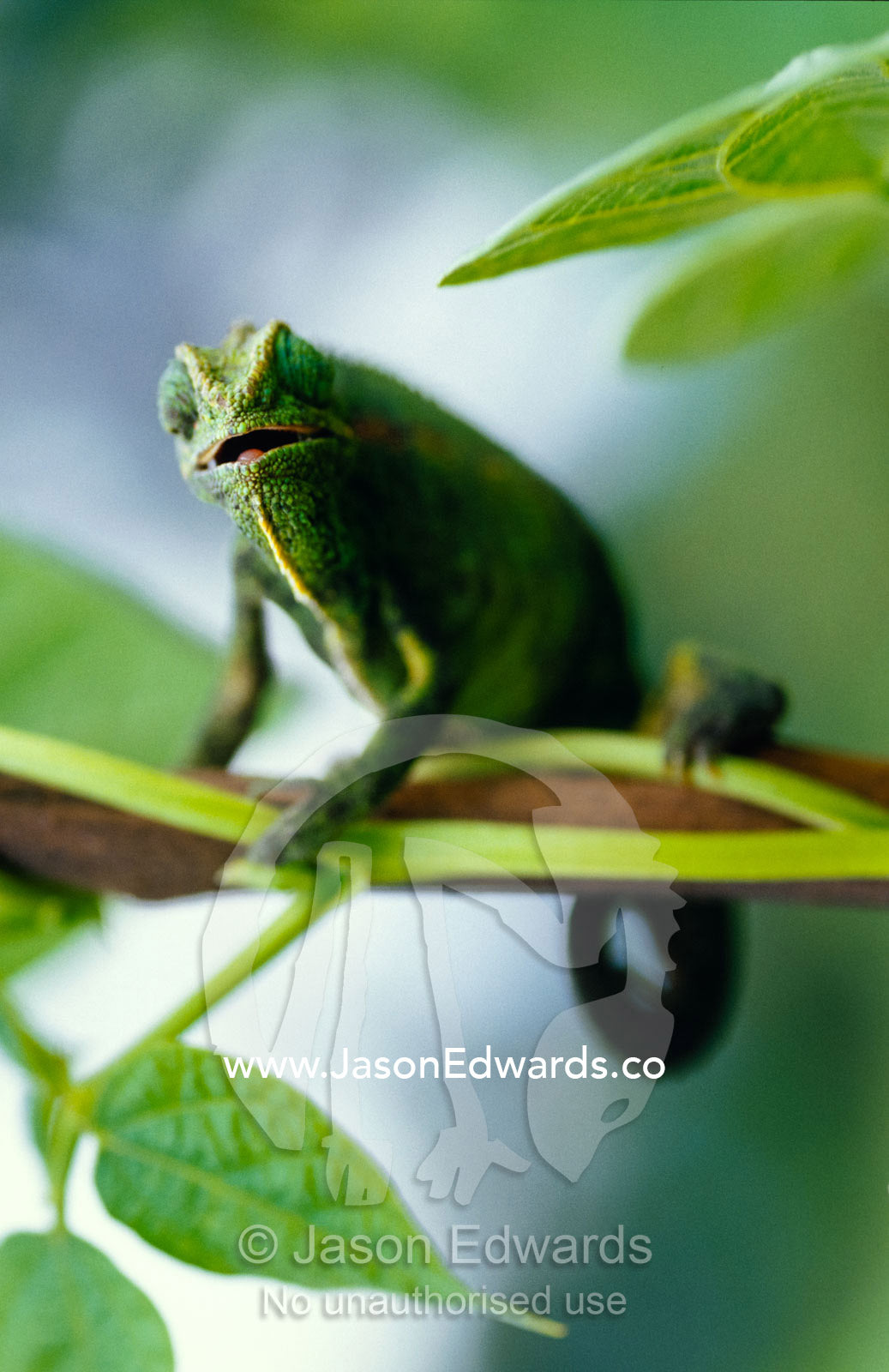 A Montane Side-striped Chameleon hunting insects in a Bean crop. Kisoro District, Uganda.