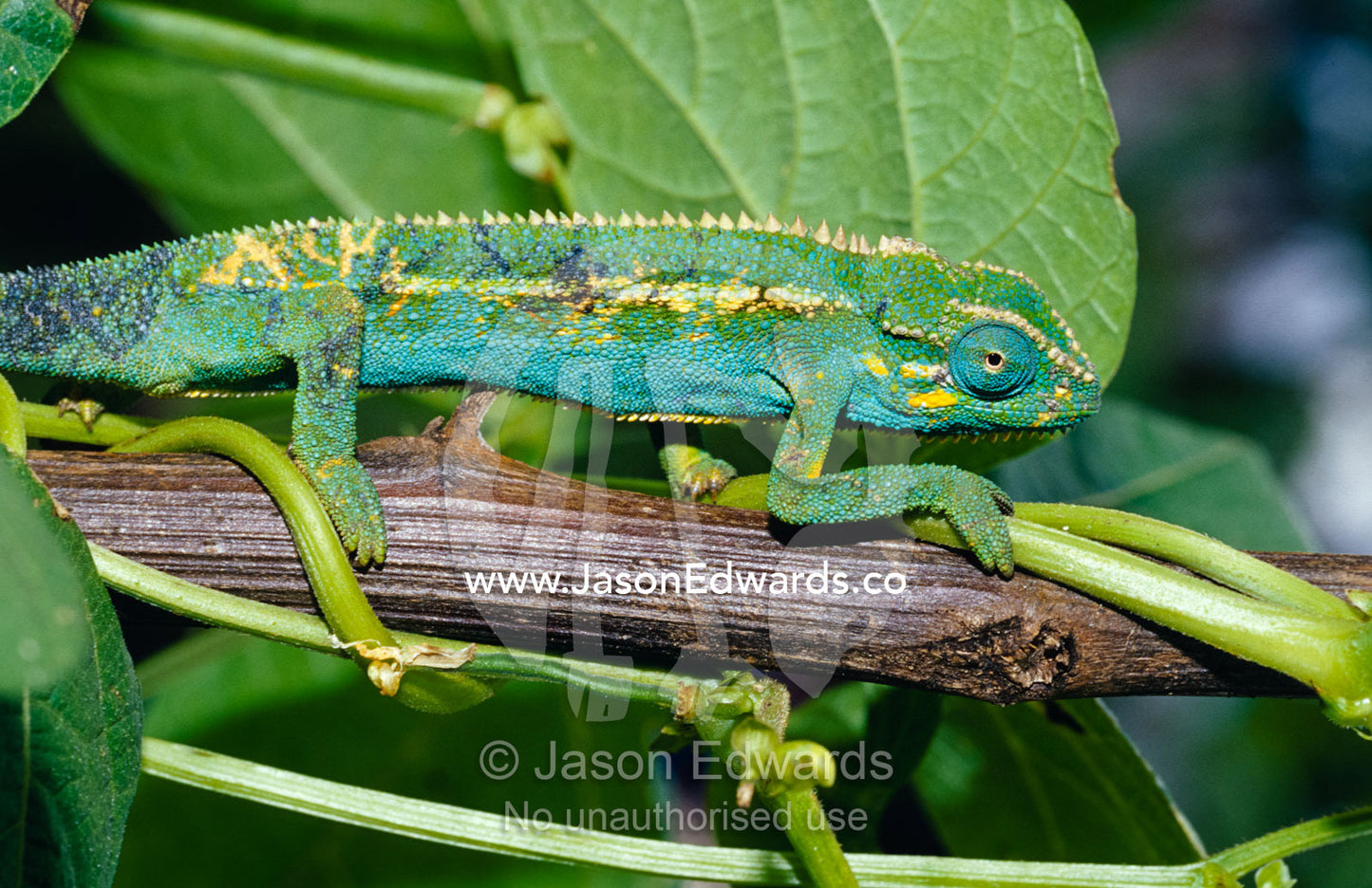 A Montane Side-striped Chameleon hunting insects in a Bean crop Kisoro District, Uganda.